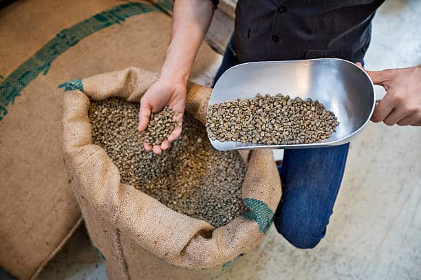 l’homme examine la qualité des grains de café crus - industrie du café photos et images de collection